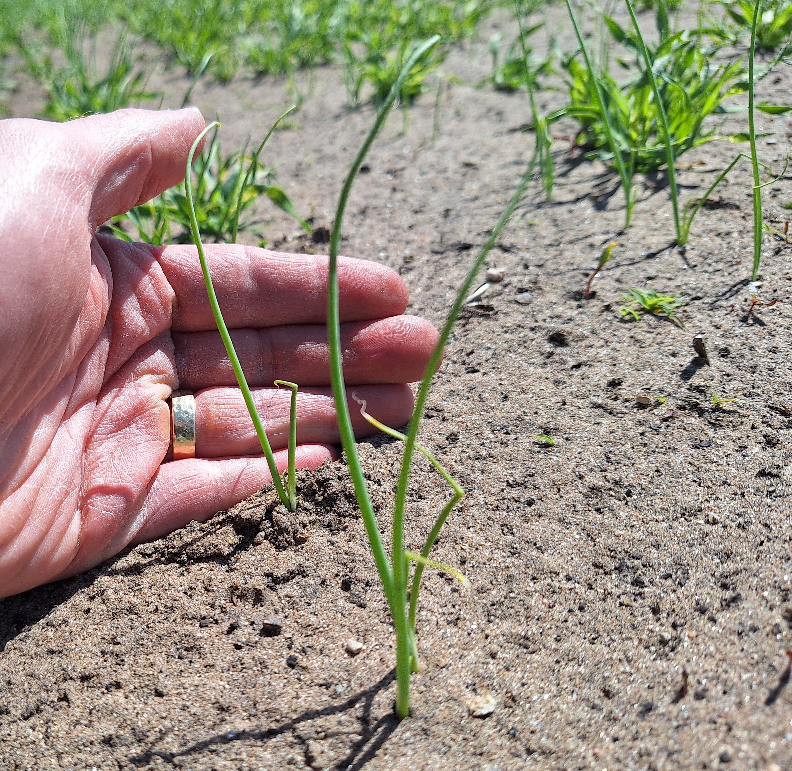 Onion plants with 1-2 leaves are starting to emerge from the ground.